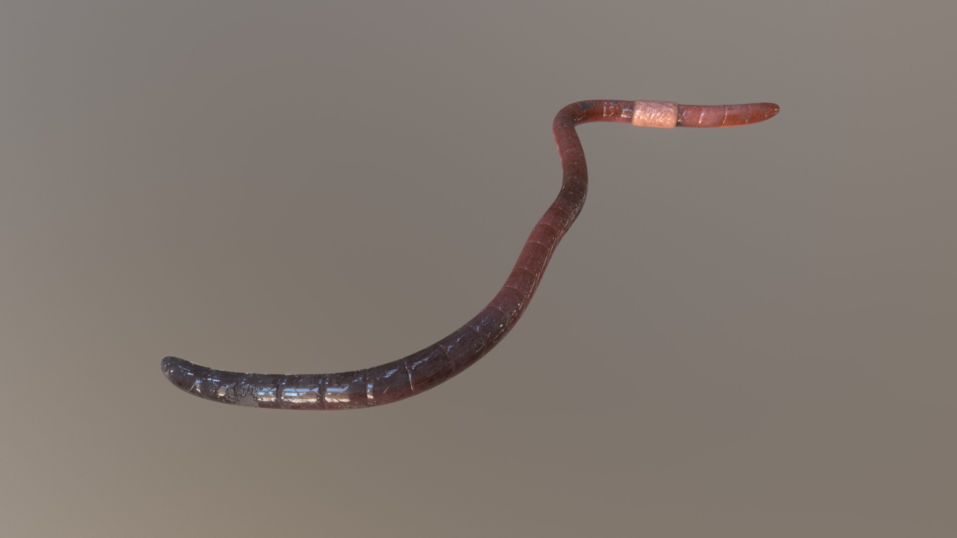 3D model Earthworm - This is a 3D model of the Earthworm. The 3D model is about a snake with a long tail.