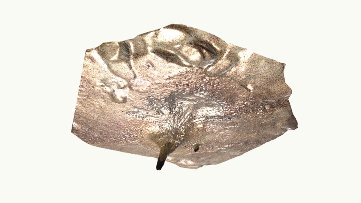 Crab - habitat 3D Model