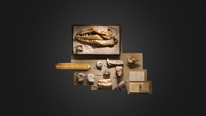 Museum display: Cretaceous fossils (MOTE) – Free 3D Model STL