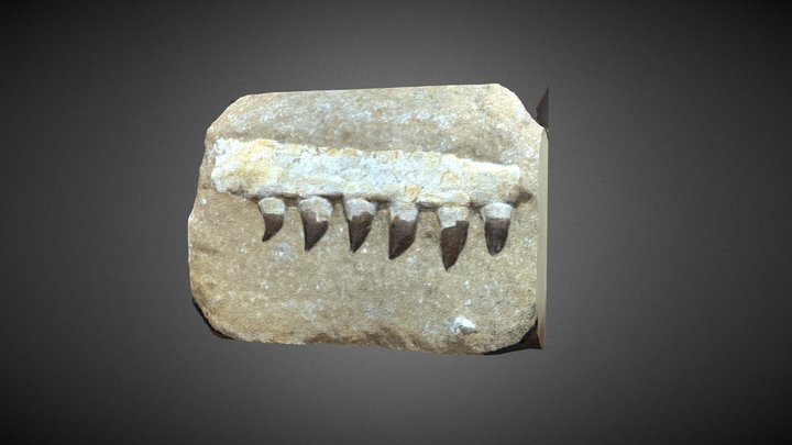 Mosasaur Jaw Fossil 3D Model
