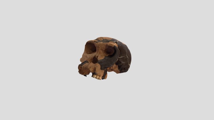 australopithècus afarensis 3D Model