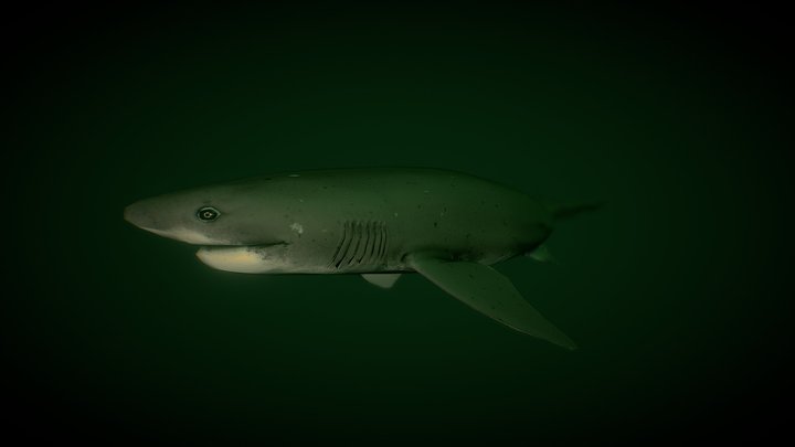 Broadnose Sevengill Shark 3D Model