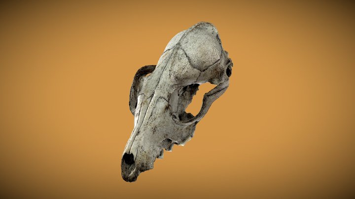 Red Fox Skull – Free 3D Model STL