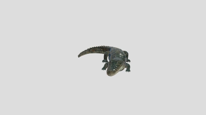Crocodile or Alligator 3d model 3D Model