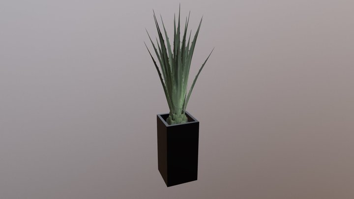 Agave Deluxe 3D Model