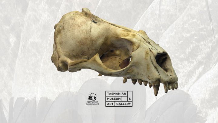 Australian fur seal skull 3D Model