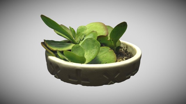 Succulent - Photoscanned 3D Model