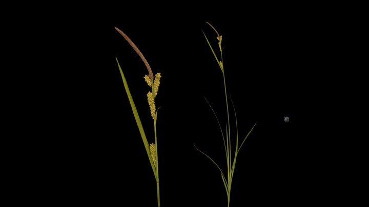 CC0 カサスゲ Kasa-sge Sedge, Carex dispalata – Modèle 3D gratuit STL