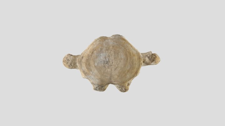 Muestra colección PALEONTOLOGICA – Modello 3D gratuito STL
