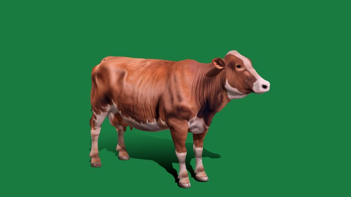 Aberdeen Red Angus Cattle (GameReady) 3D Model