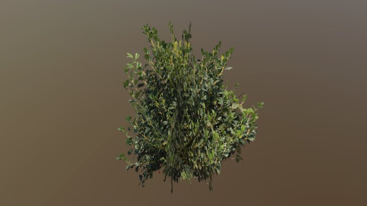 Bush 3D Model