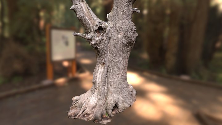 480 years old Oak 3D Model