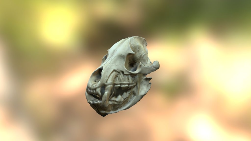 Hyena