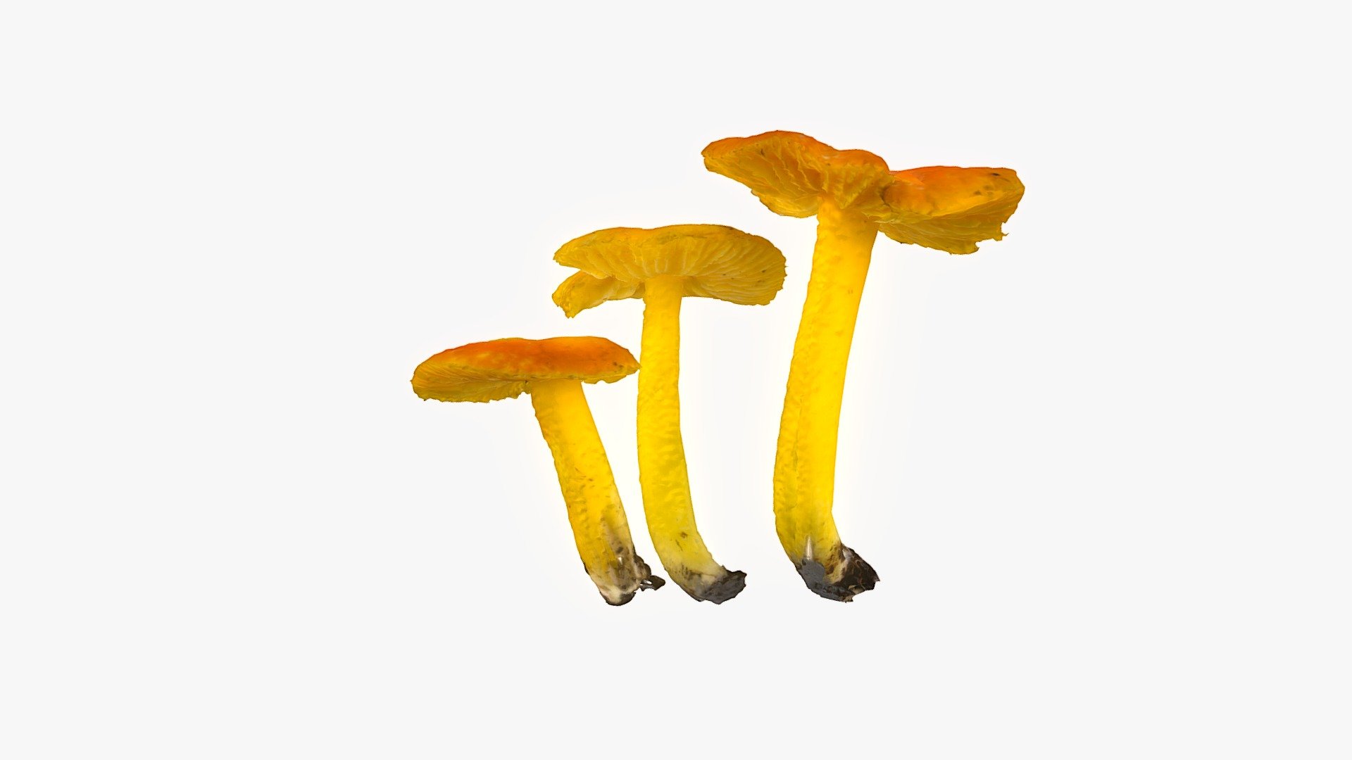 Hygrophorus flavescens