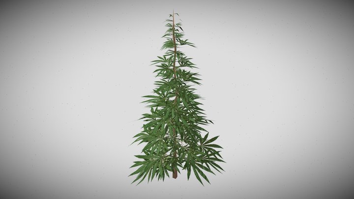 Cannabis Plant – Free 3D Model STL