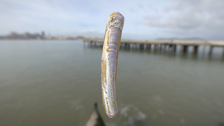 Razor Clam 3D Model