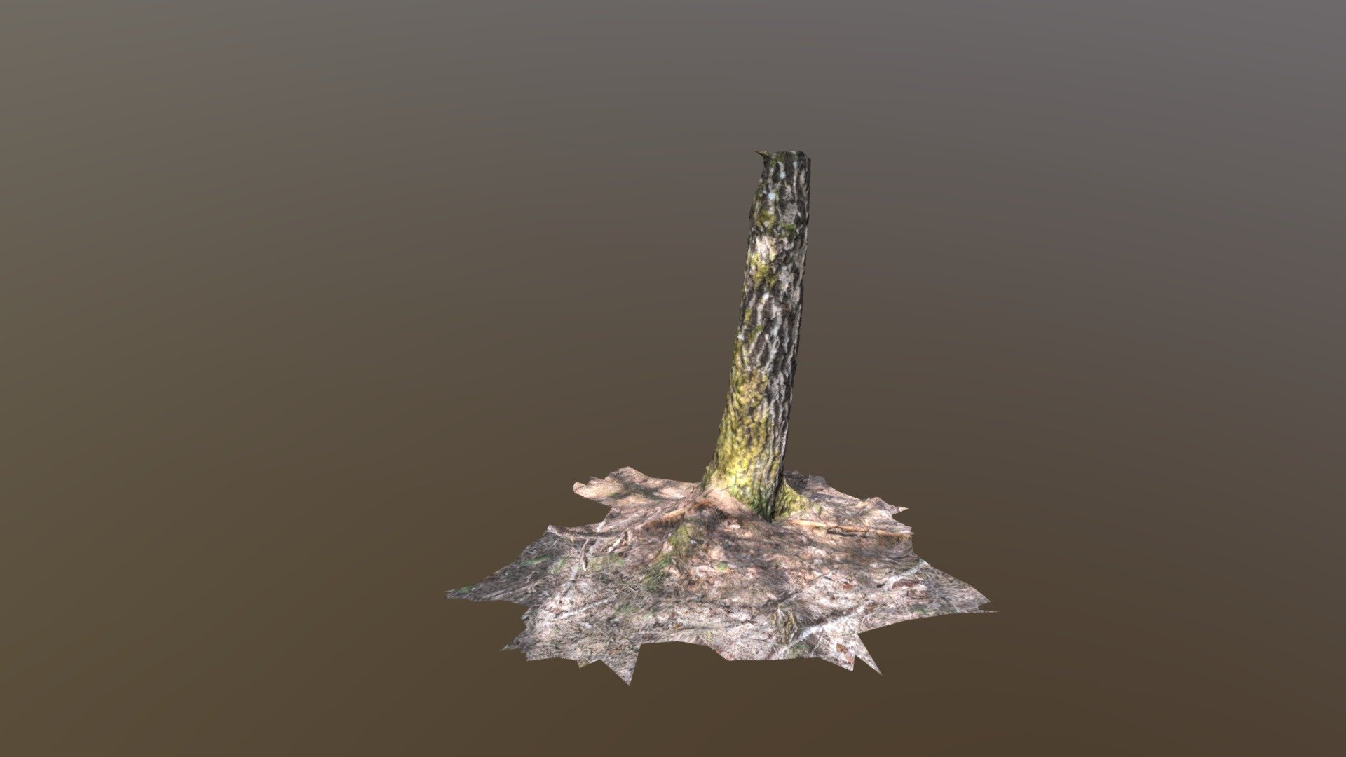 Base of the birch