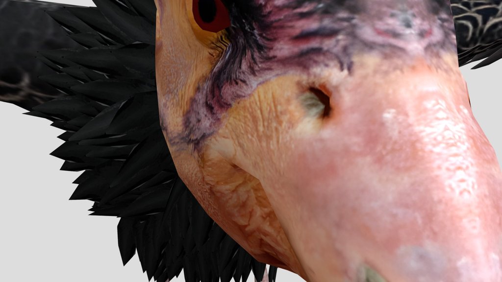 California Condor