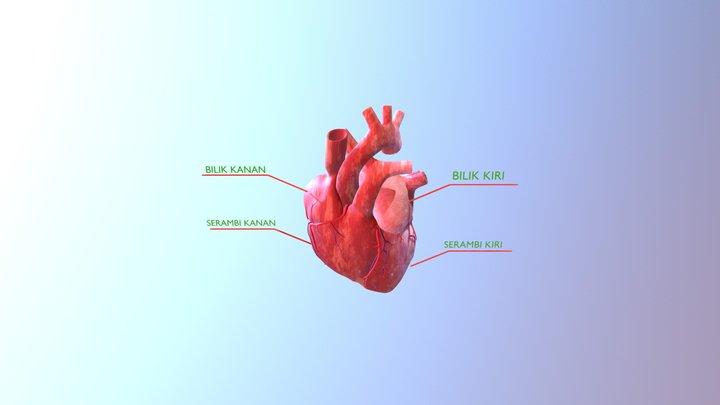 JANTUNG MANUSIA 3D Model
