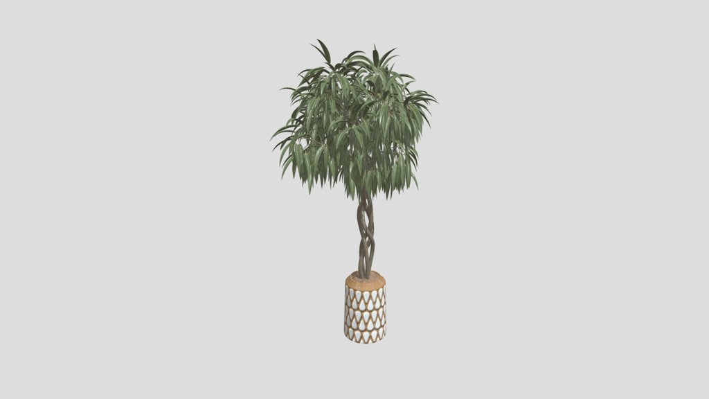 Huge Ficus Binnendijkii Indoor Plant 2