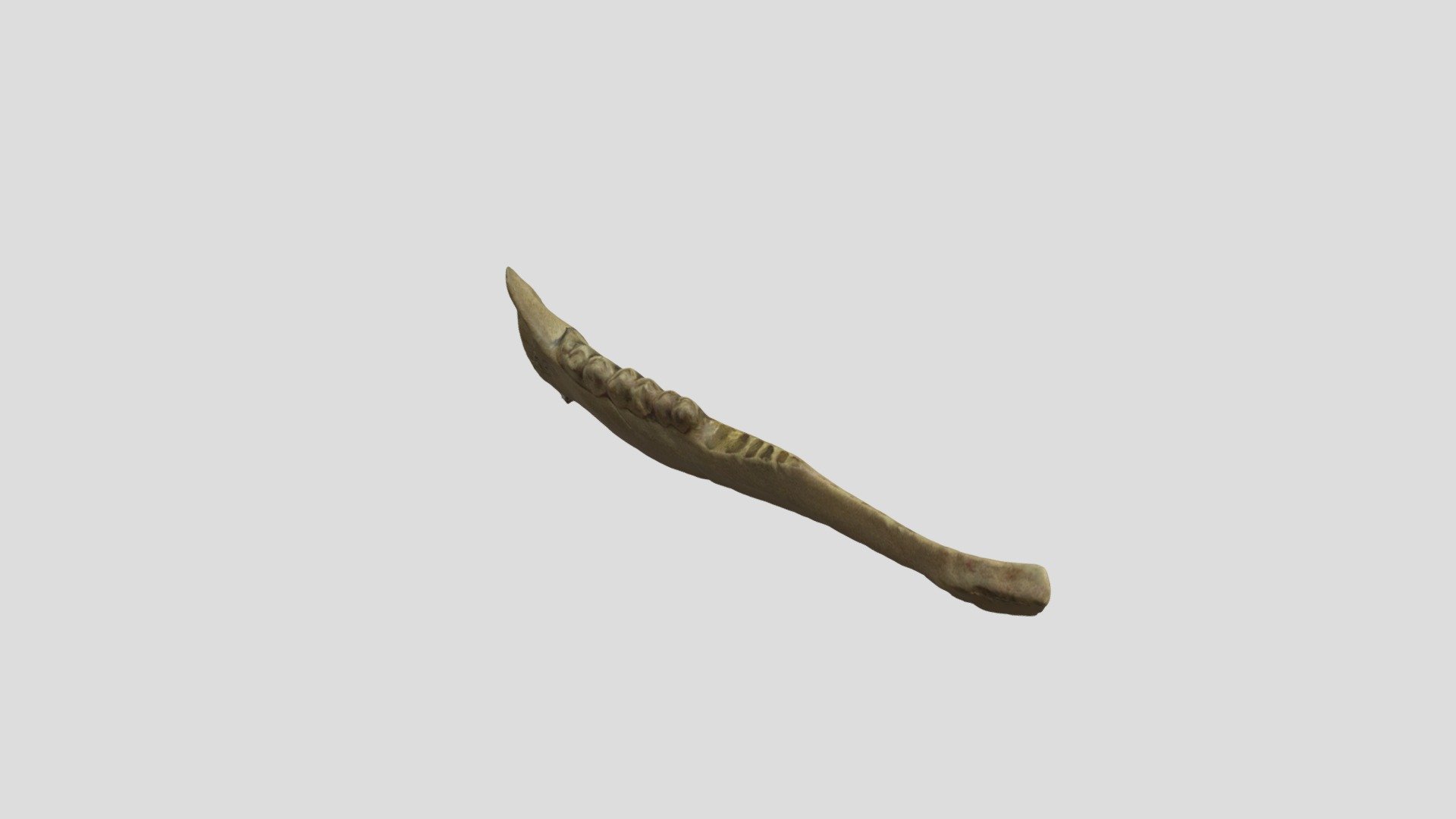 White-tailed deer jaw #A20