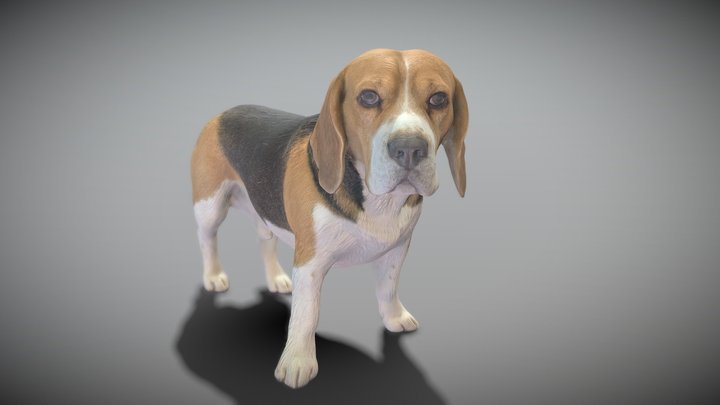 Beagle dog 09 3D Model