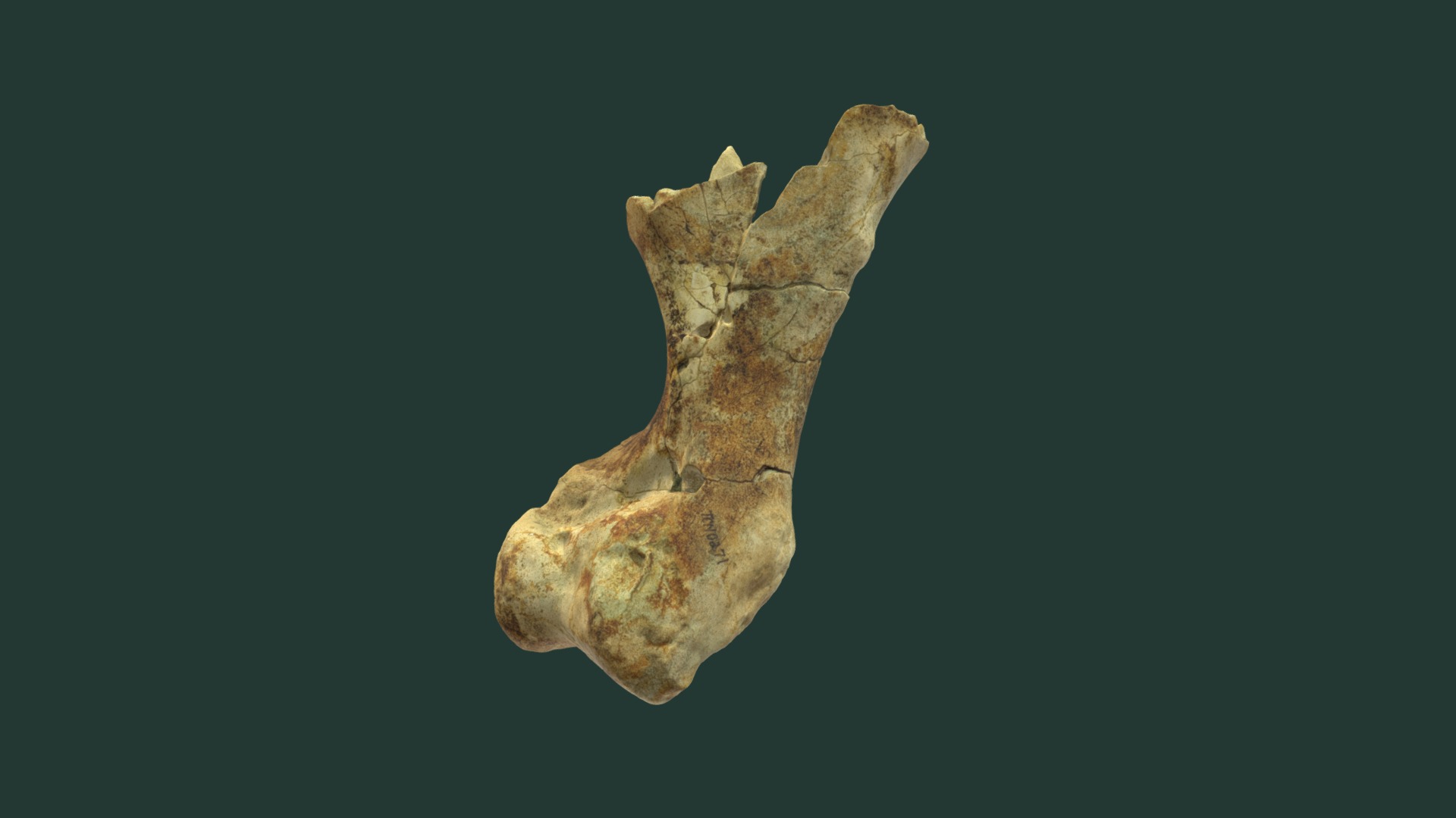 3D model Brontothere Humerus - This is a 3D model of the Brontothere Humerus. The 3D model is about a piece of wood with a hole in it.