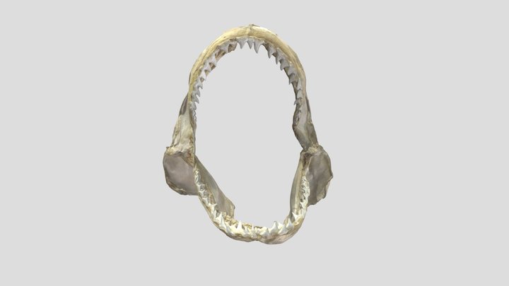 Prionace glauca_ヨシキリザメ_GMNH-VP-1153 3D Model