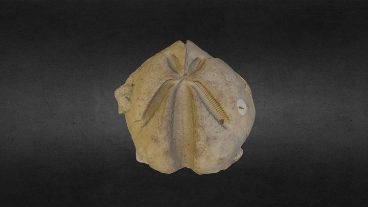 Woodwardian Collection E-24-1: fossil urchin 3D Model