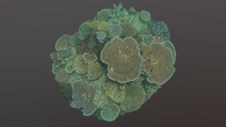 Compact Coral Community (Whitsundays Islands)