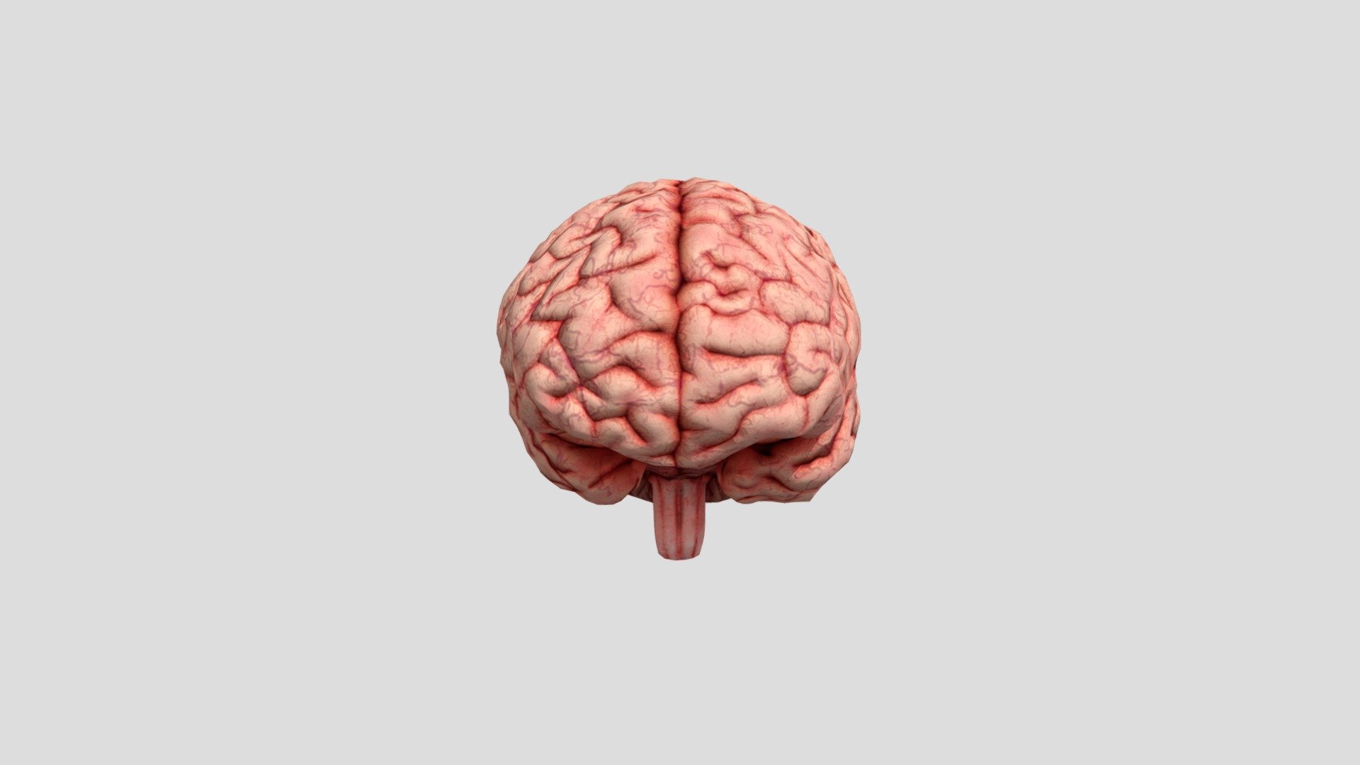 Human Brain - Download Free 3D model by 3DRT STUDIOS (@Hanako.com