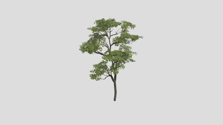 realistic_jungletree 3D Model