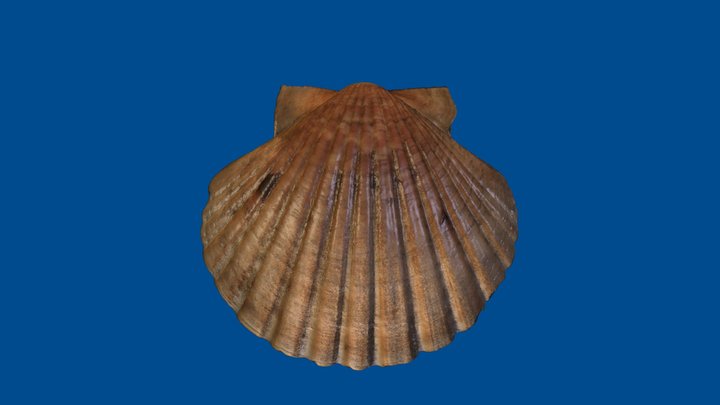 New Zealand scallop – Modello 3D gratuito STL