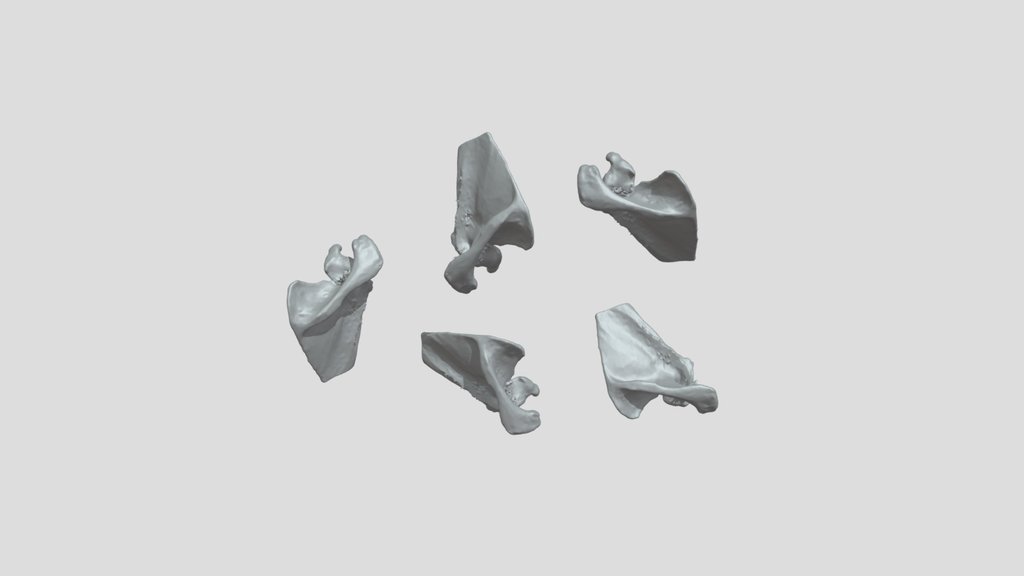 Exercice Scapula 3
