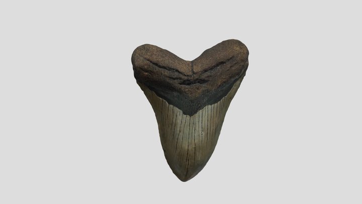 Megalodon Shark - Tooth (Fossil) 3D Model