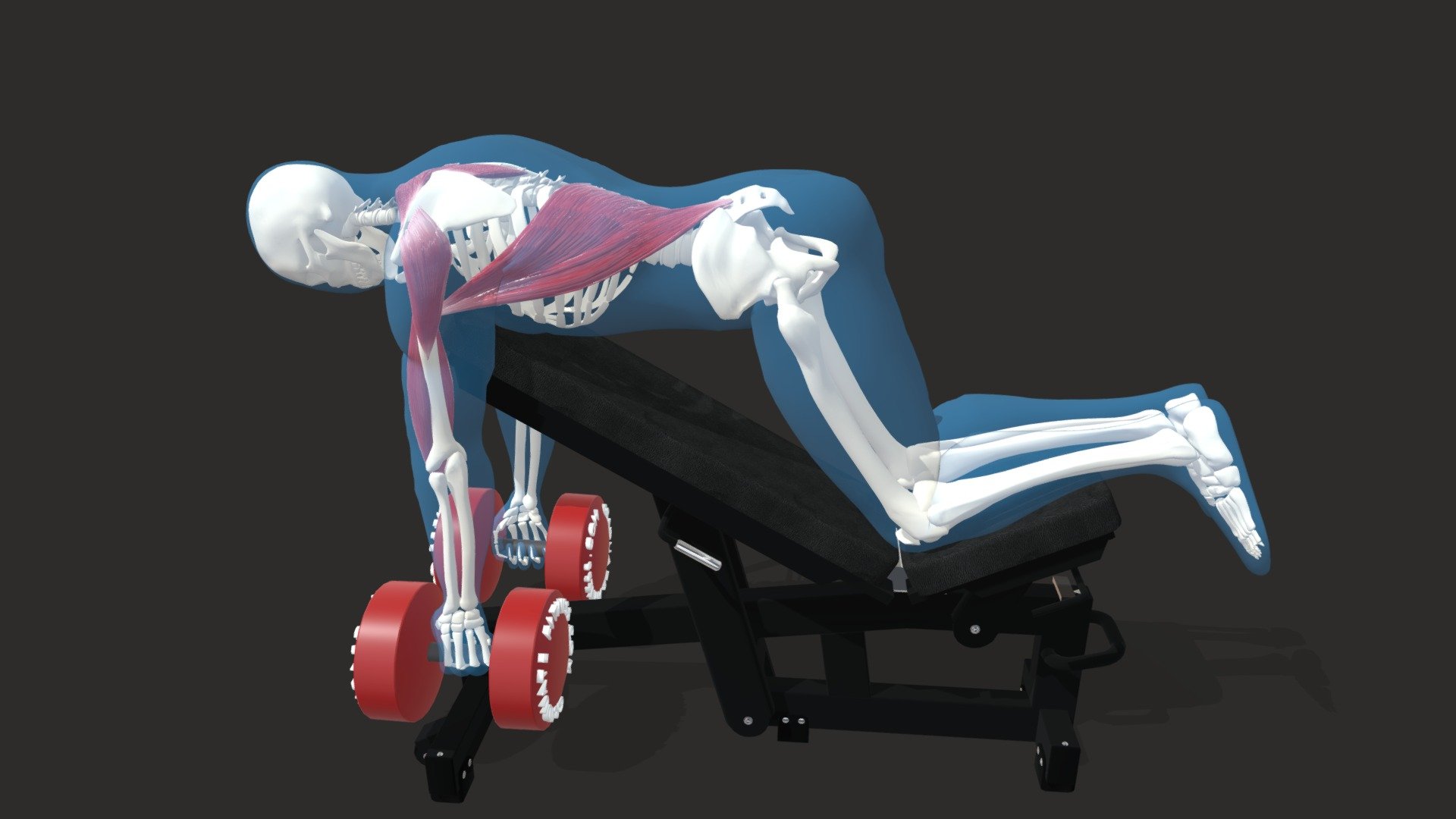 The Chest Supported Dumbbell Row 3D model by Michael Shortall