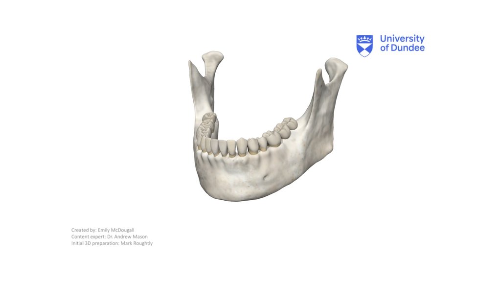 Mandible