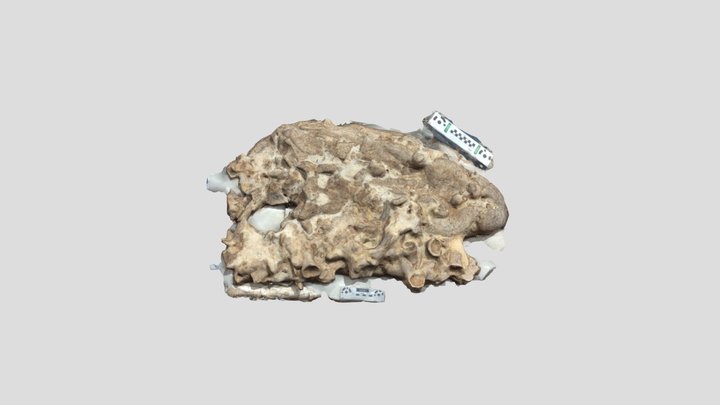 Crocodylus skull Miocene Angola MGUAN-PA 3D Model