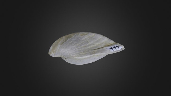 Brachiopod: Magellania sp. (PRI 65576) – Gratis 3D-model STL
