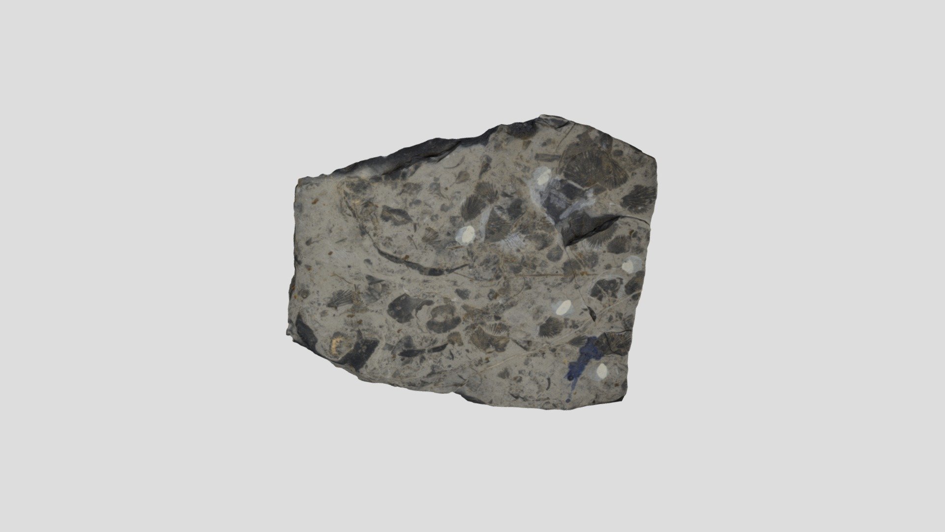 LACMIP 56.39 Brachiopoda