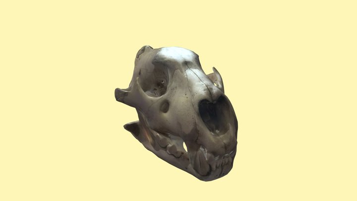Lion Skull / Crânio de Leão