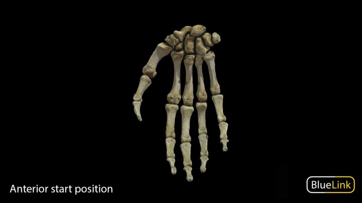 Right Hand Bones 3D Model