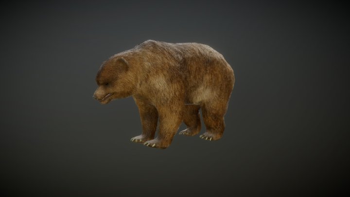 BEAR ANIMATIONS 3D Model