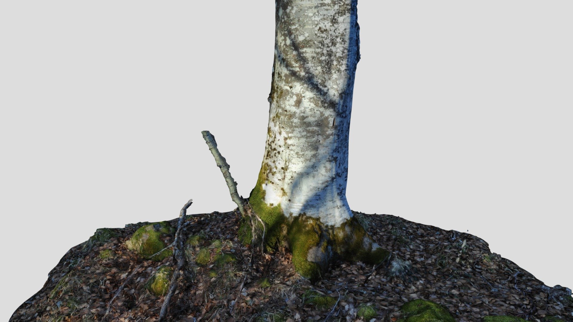 Tree stump photogrammetry
