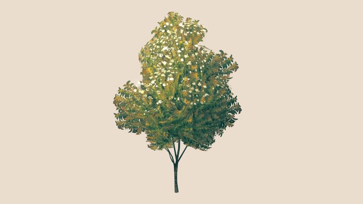 Seven Son Flower Tree 3D Model