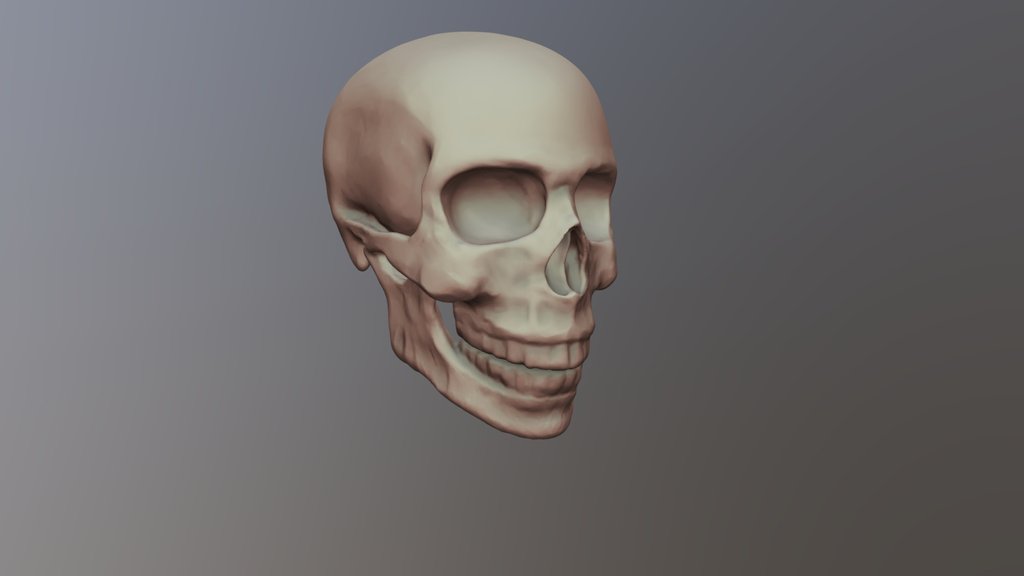 anatomy - A 3D model collection by mannyp914 - Sketchfab