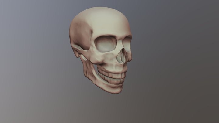 Skull Practice 3D Model