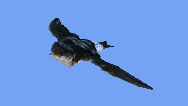 Swallow in flight position 3D Model