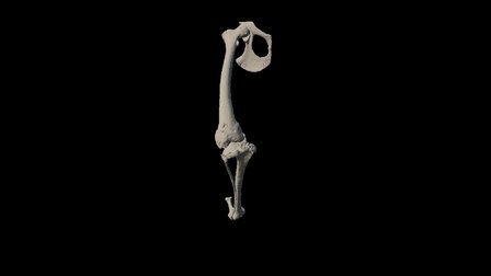 Amadeo Isolated - (repaired) 3D Model