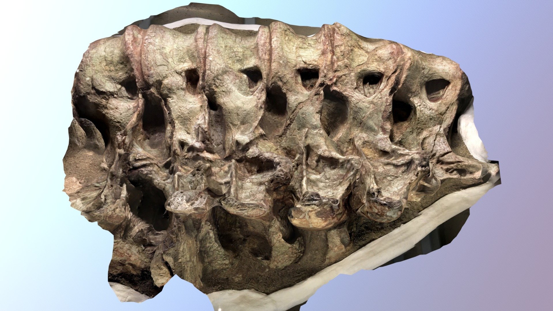 Dinasour ribs